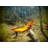 Sub6 Ultralight Camping  Hammock-39299872