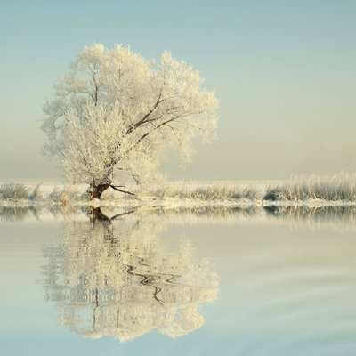 Arbre d'hiver - photographie sur toile tendue