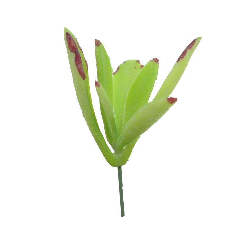 Kalanchoe Panda Plant Succulent, Light Green