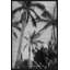 Silver Palms 3' Framed Photographic Print