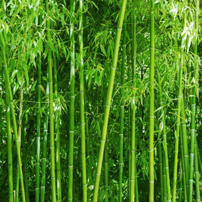 Bamboo Grove - Photographie sur toile tendue
