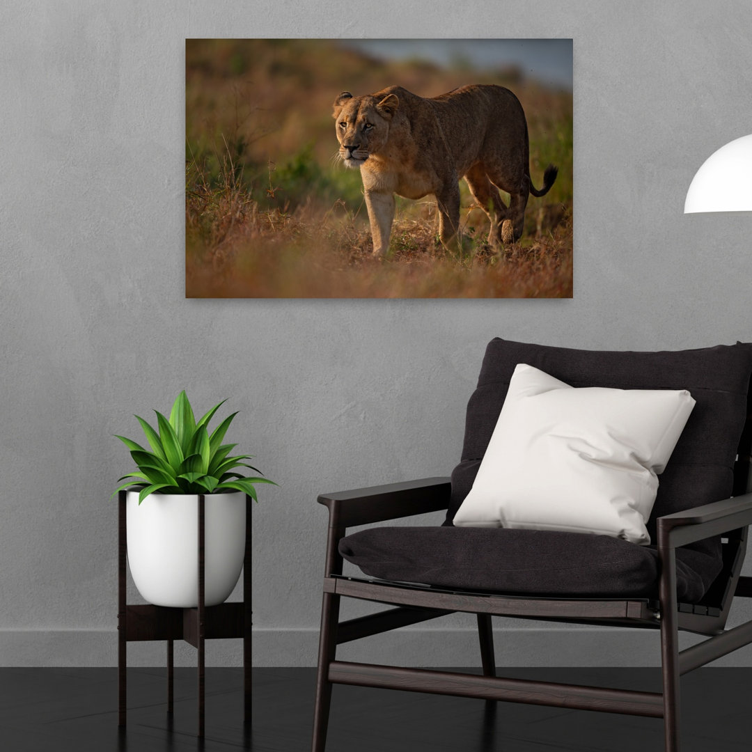 Majestic Lioness Walk Serene Contemporary Cat Lion Nature Wildlife Wall Art Print