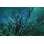 « magic night » par sylvia cook, reproduction d’art sur toile tendue-17104350