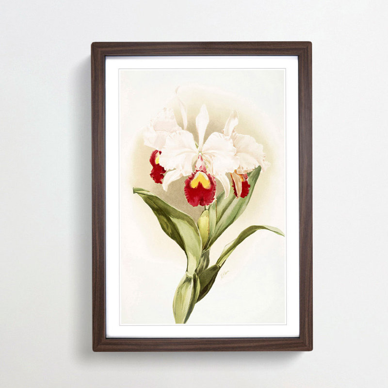 Magnolia Flowers Illustration Tab. 46 by Frederick Sander - Picture Frame Painting Print, 91cm H x 60cm W x 2cm D, Walnut