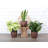 Live Low Light Houseplant Set