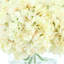 Hydrangeas Arranged in a Glass Vase-2028268419