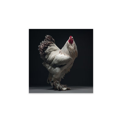 " Columbian Lavender Brahma " by CHICken
