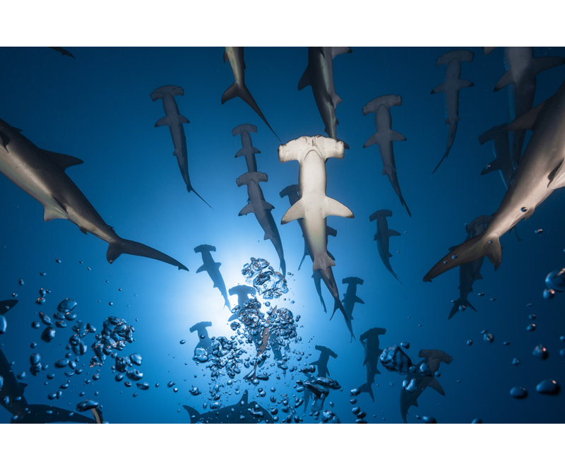 Reproduction de giclée sur toile tendue Hammerhead, H 26 po x l 32 po