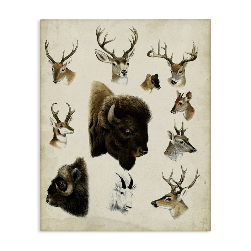 Art mural sur toile Buffalo & Elks Woodland, H 20 po x l 16 po