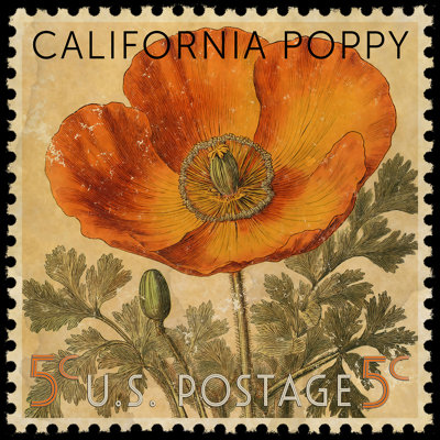 California State Flower Poppy Postage Stamp by Grotto Studios