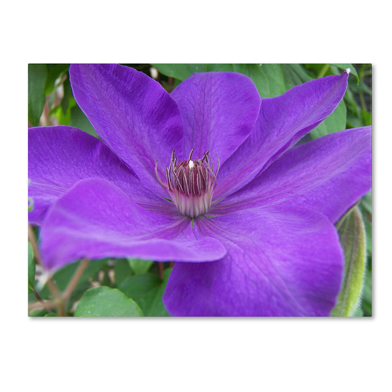 Large Purple Flower Canvas Art by Monica Fleet