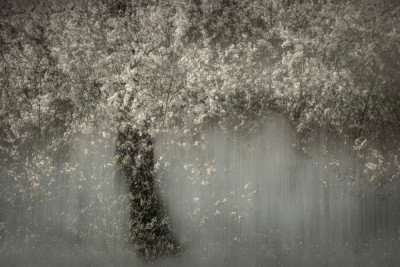 Wrapped Canvas Print, 50.8 cm H x 76.2 cm W