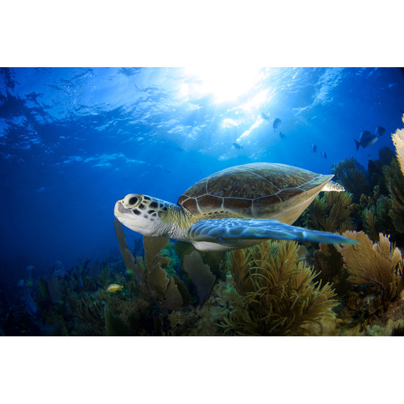 Sea Turtle - Wrapped Canvas Print, 30cm H x 46cm W x 3.8cm D