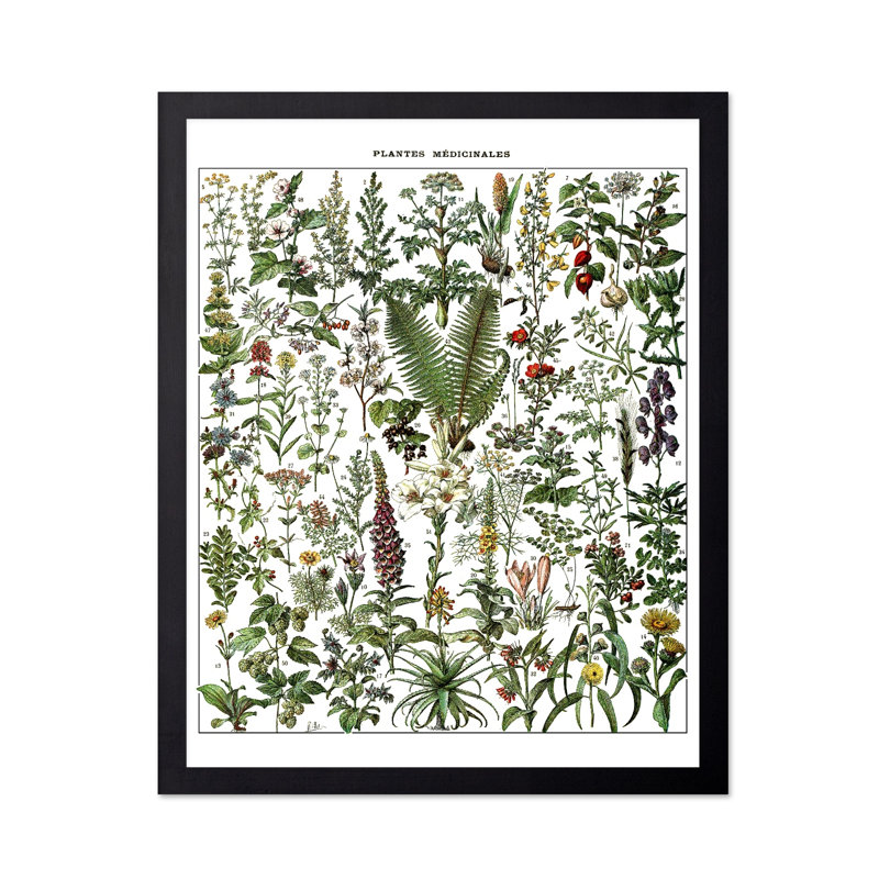 Adolphe Millot - Plante médicale, Black Framed, Affiche, H 12 po x l 16 po