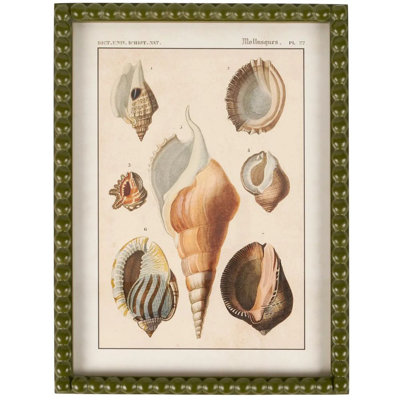 «Shell Study», art mural encadré