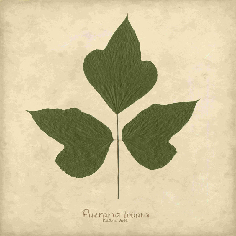" Kudzu Vine " by Becky Davis