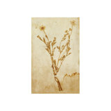 Pressed Flowers II Print by Michelle Bennett