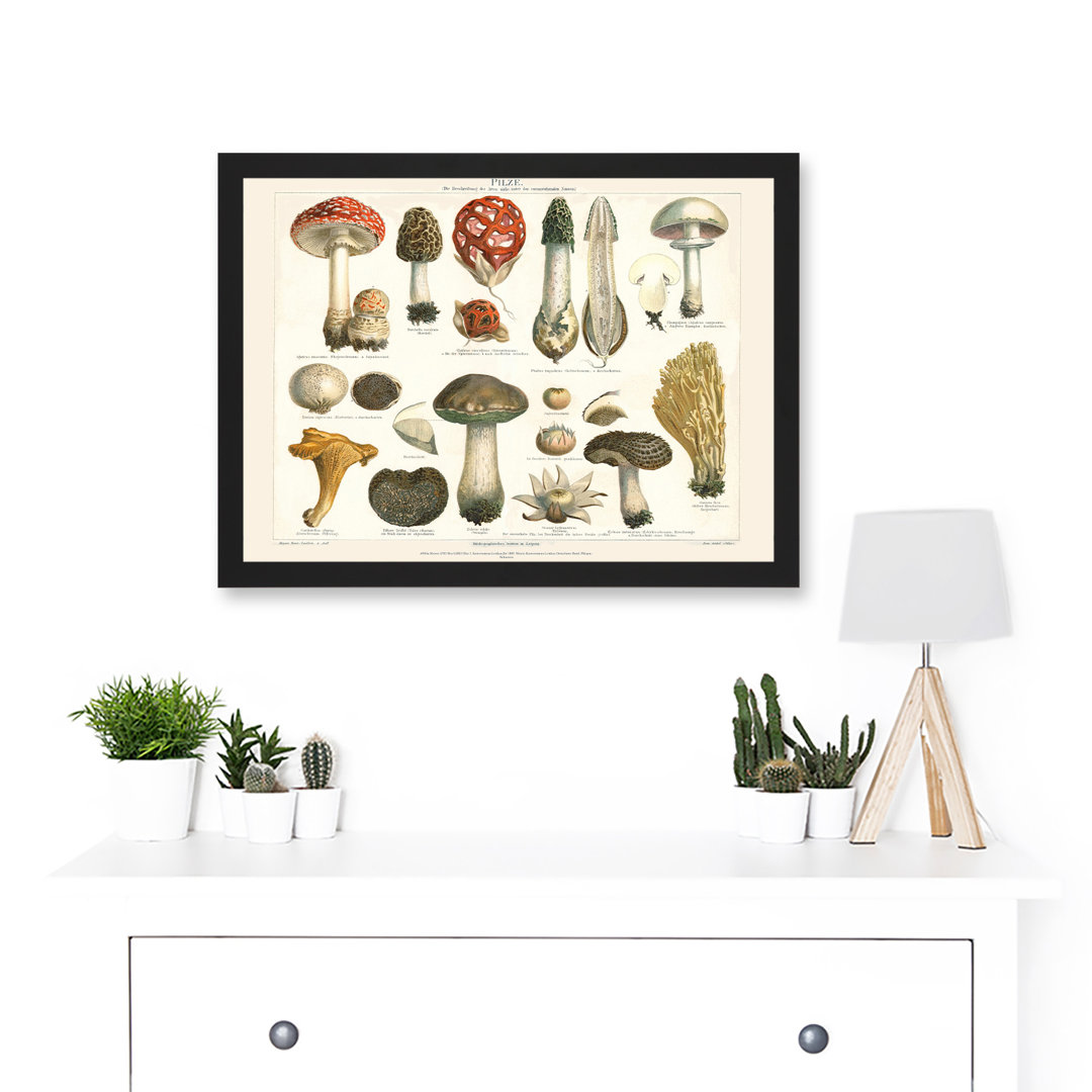 Meyers Fungus Mushrooms Toadstools Collection Artwork Framed A3 Wall Art Print