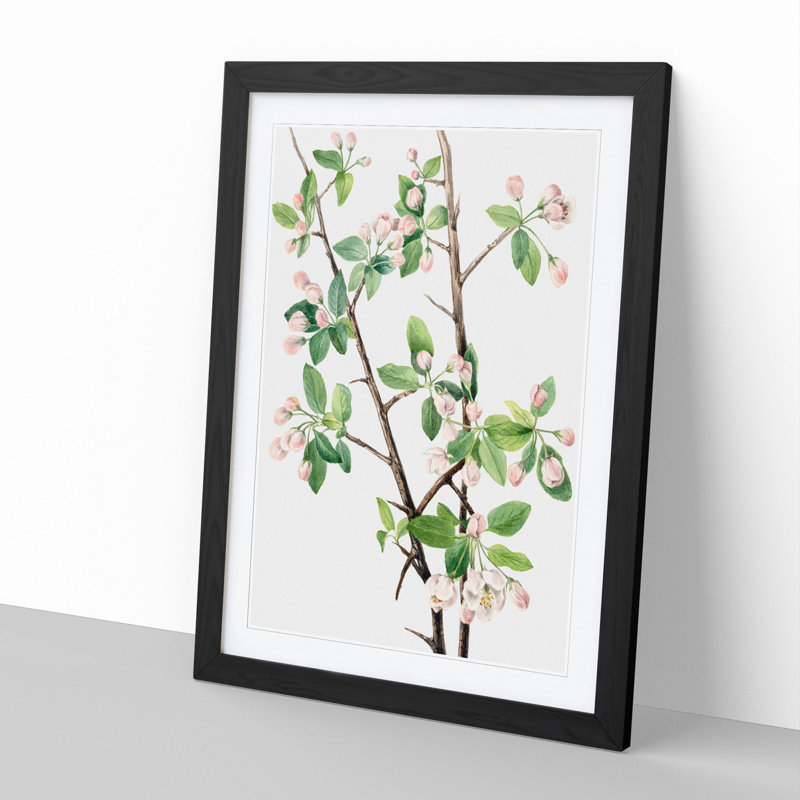 Wild Sweet Crab by Mary Vaux Walcott - Picture Frame Graphic Art, 48cm H x 36cm W x 2cm D, Black Framed