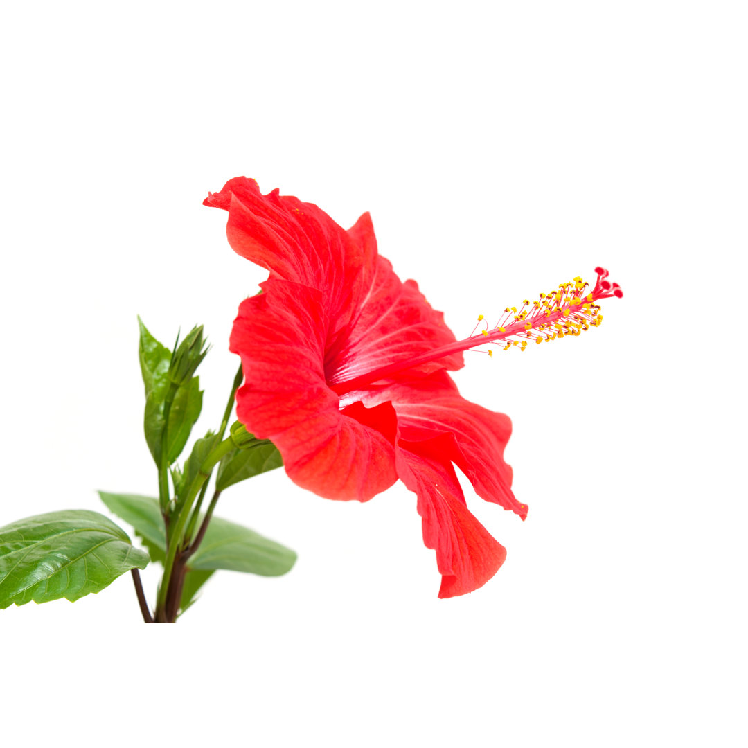 Roter Hibiskus