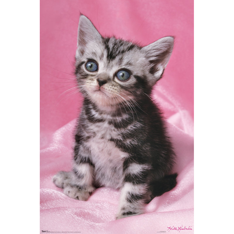 Impression sur papier chat-jolie