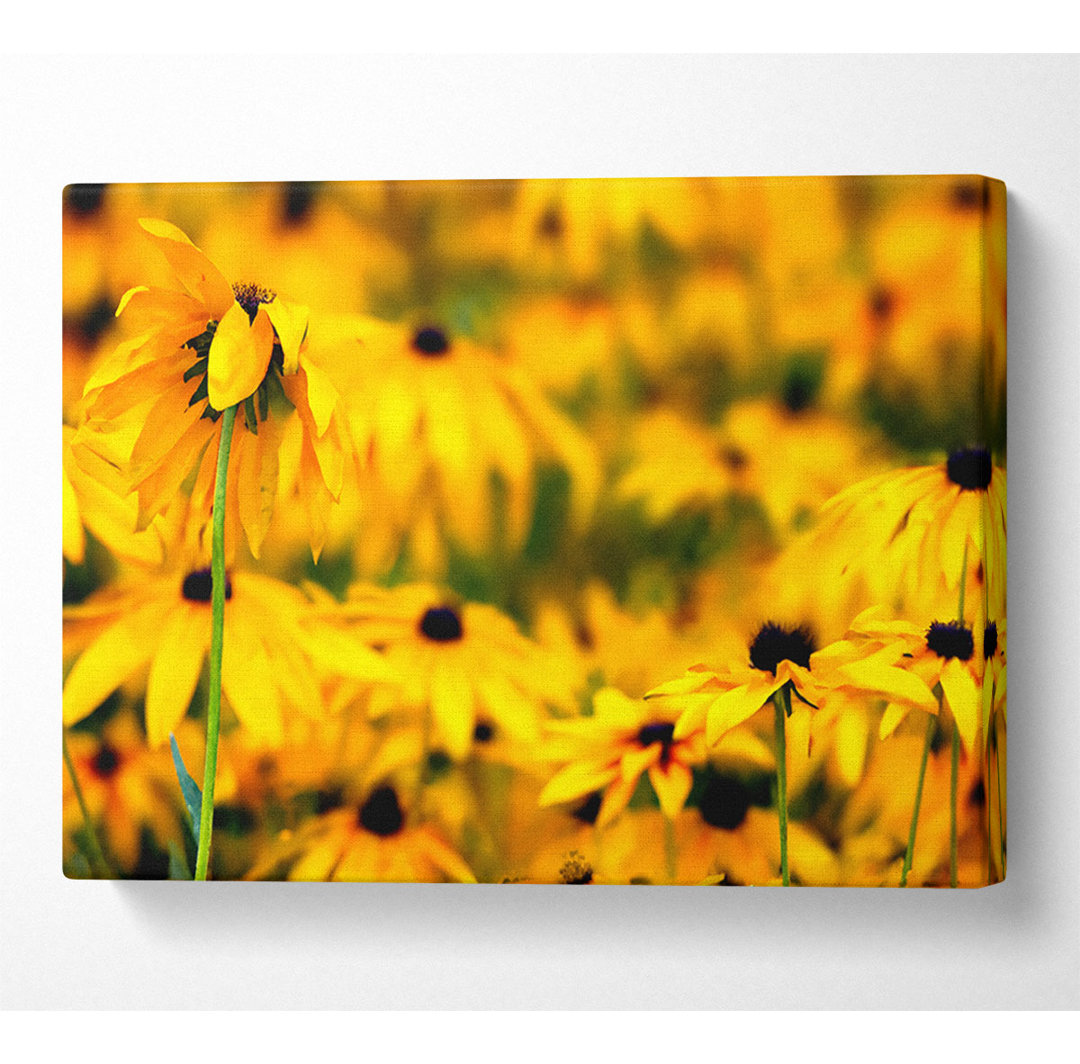 Black Eyed Susan Flowers - Kunstdrucke auf Segeltuch