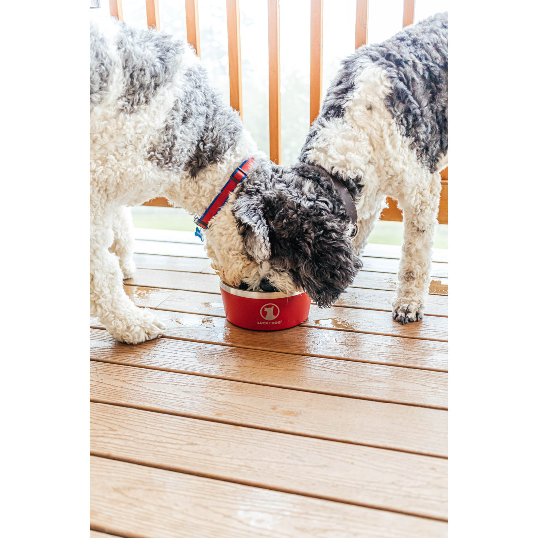 Lucky Dog INDULGE XL Double Wall Stainless Steel Dog Bowl Lucky Dog