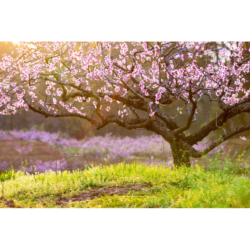 Peach Blossom,Green Grass With Sunshine - Wrapped Canvas Print, 81cm H x 122cm W x 3.8cm D