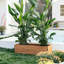 Handmade Wood Planter Box-906710342-916560982