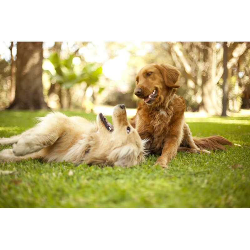 Chiens jouant par Orbon Alja, H 20 po x l 30 po