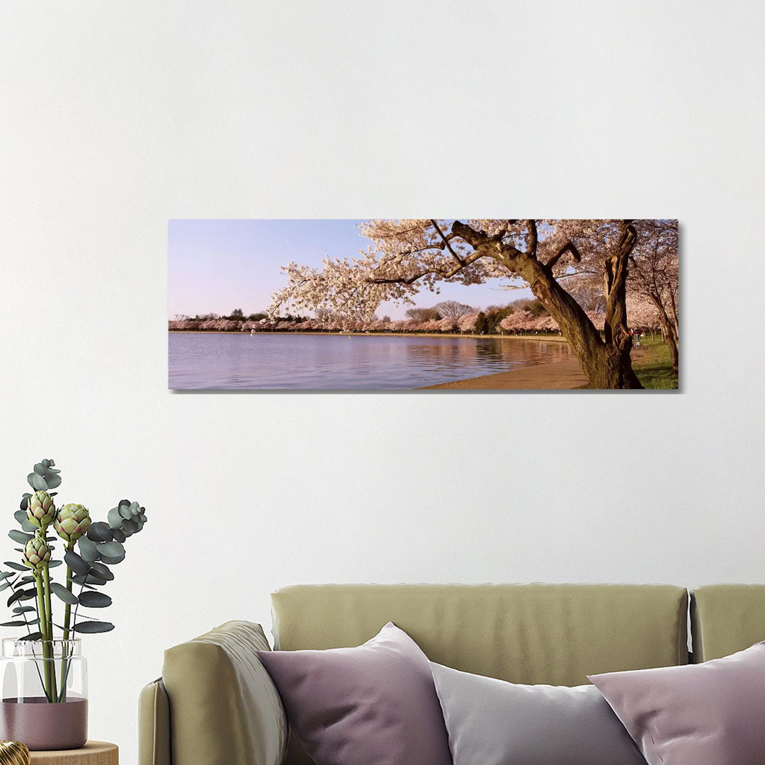 Cherry Blossom Tree Along A Lake, Potomac Park, Washington DC, USA - Wrapped Canvas Panoramic Print