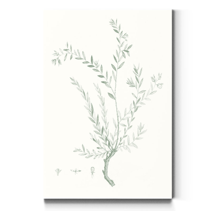 «Botanical Study in Sage VII», reproduction d'art sur toile tendue, H 27 po x l 18 po x P 1 po