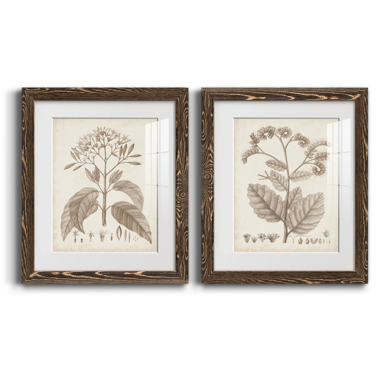 Antique sépia botanicals III - ensemble de 2 reproductions d'art sur papier encadré, Papier, cadre noyer