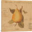 « poire », reproduction d’impression sur toile tendue-20811555-72673249-72673250