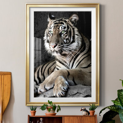 " Sumatran Tiger "