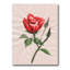 «Vintage Red Rose Flower II», reproduction sur toile-59709651-59709652