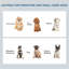 Mangeoire pour chien surélevée de 6 po pour petits chiots / animaux de compagnie, cadre en bois blanc avec bols en acier inoxydable