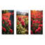 Photo Og Geraniums Field - Geraniums Wall Art, ensemble de salon de 4-533369693-533369695