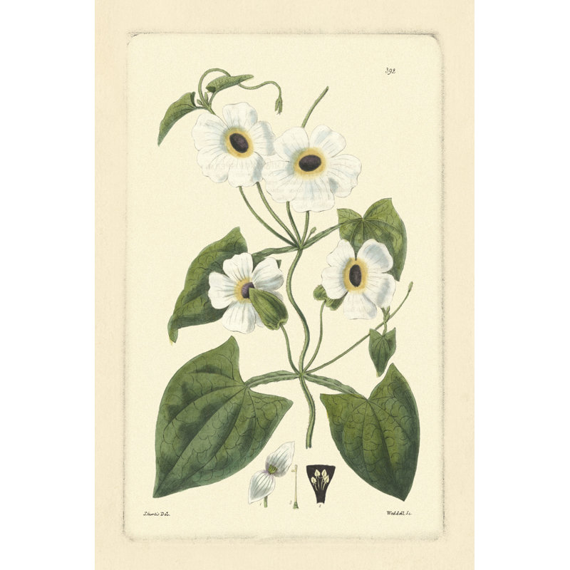 White Curtis Botanical IV - Wrapped Canvas Painting, 46cm H x 30cm W x 3.8cm D