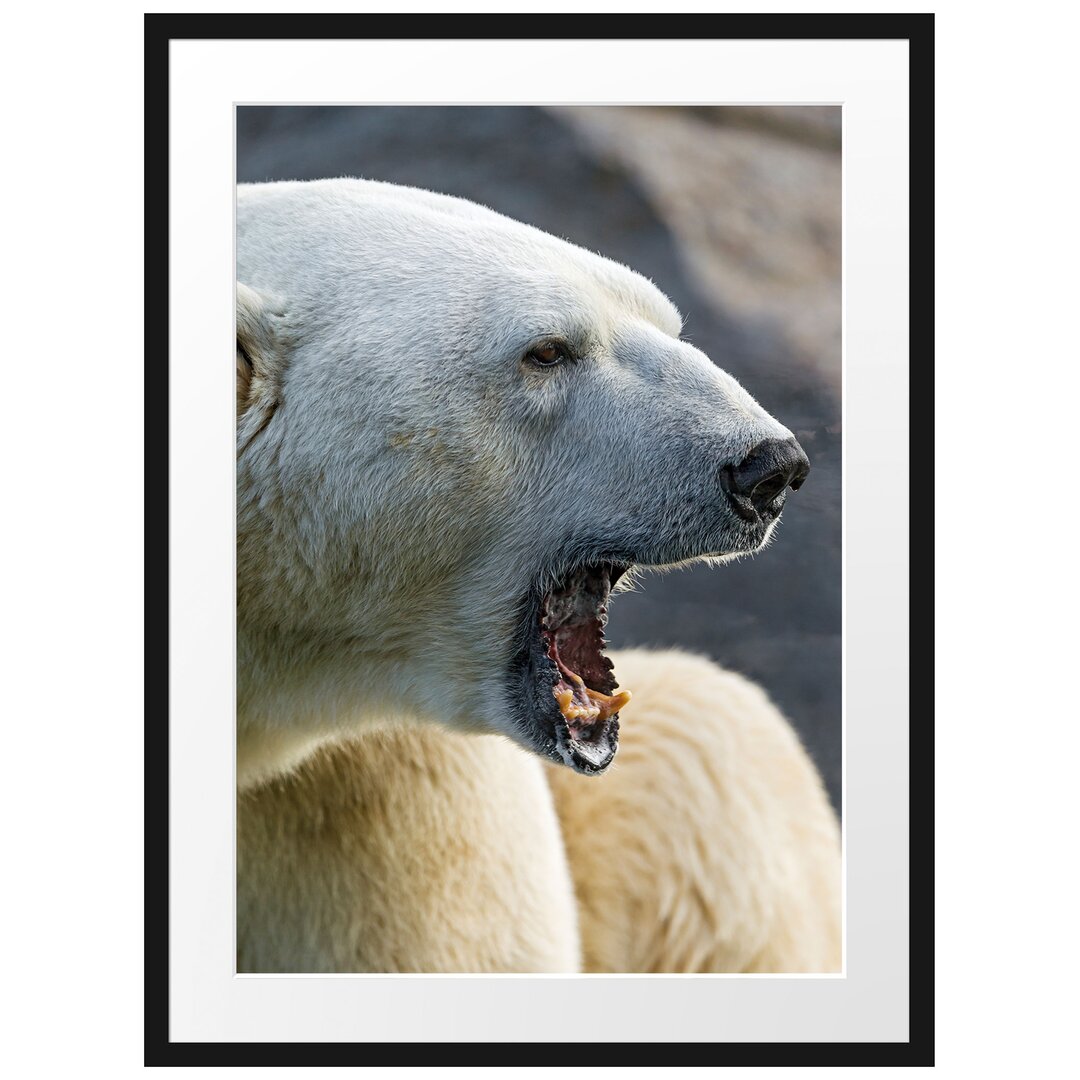 Gerahmtes Poster Brüllender Eisbär