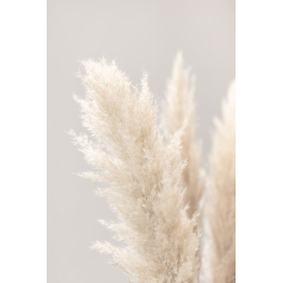 Pampas Grass 03