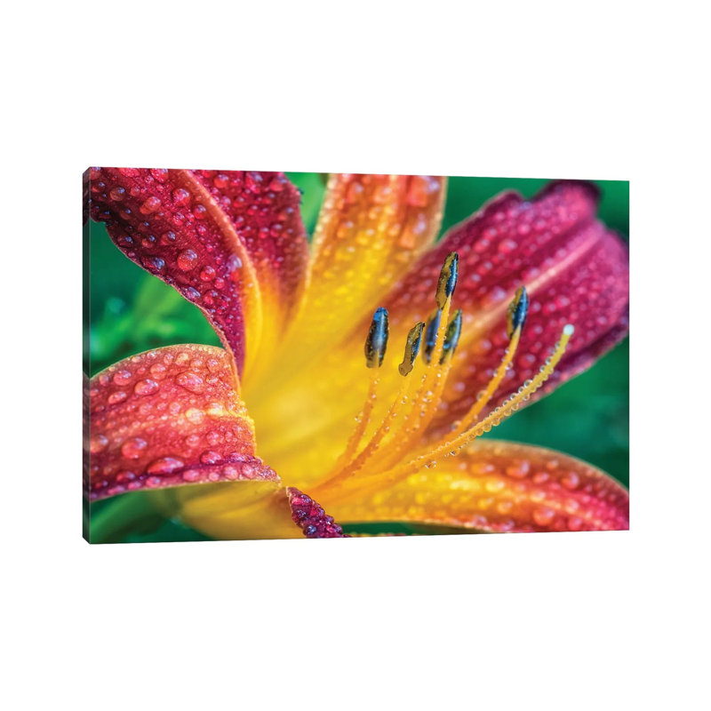 Close Up Of A Flower by Glauco Meneghelli - Wrapped Canvas Print, 30.48cm H x 45.72cm W x 1.9cm D