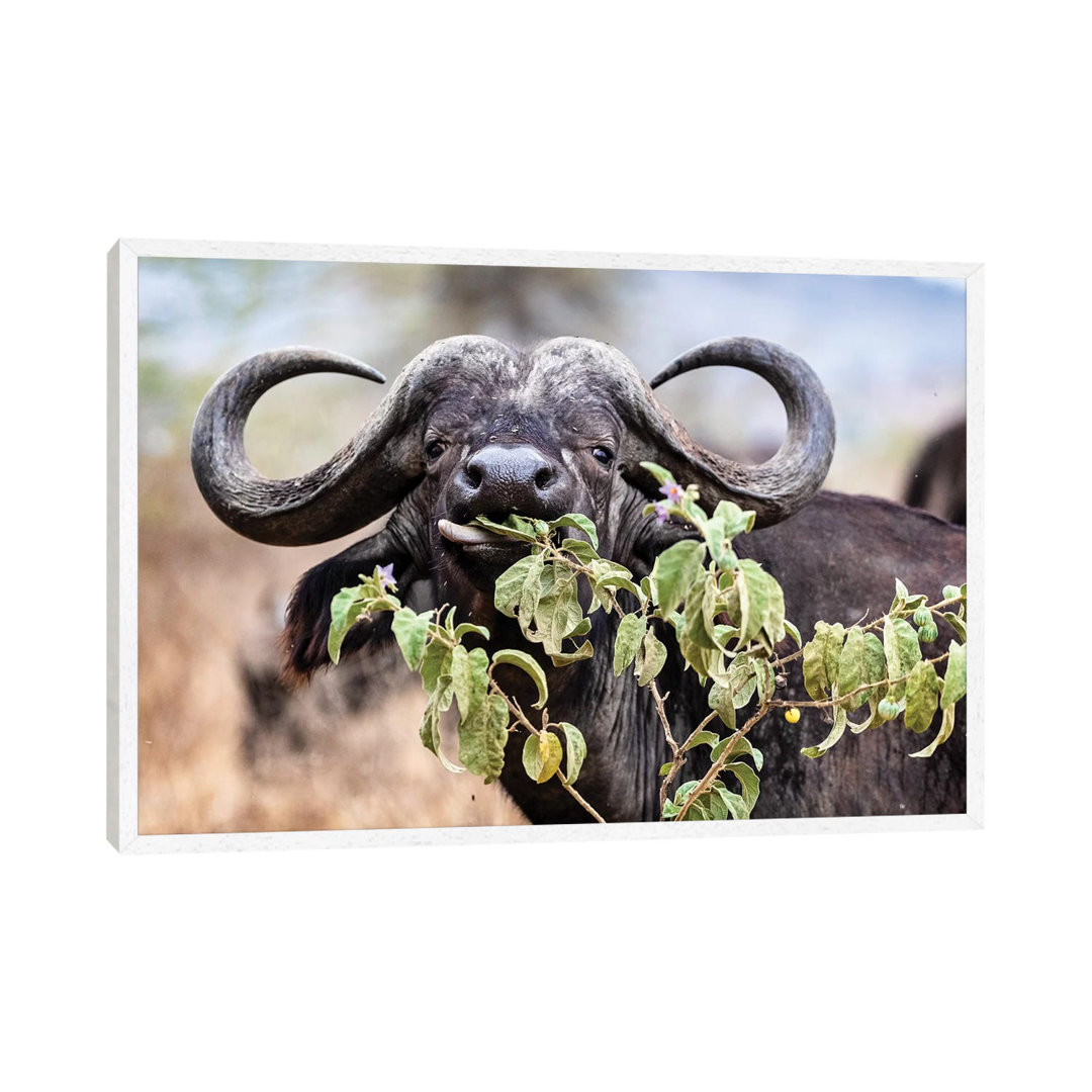 Closeup Cape Buffalo Eating Flower von Susan Richey - Gallery-Wrapped Canvas Giclée