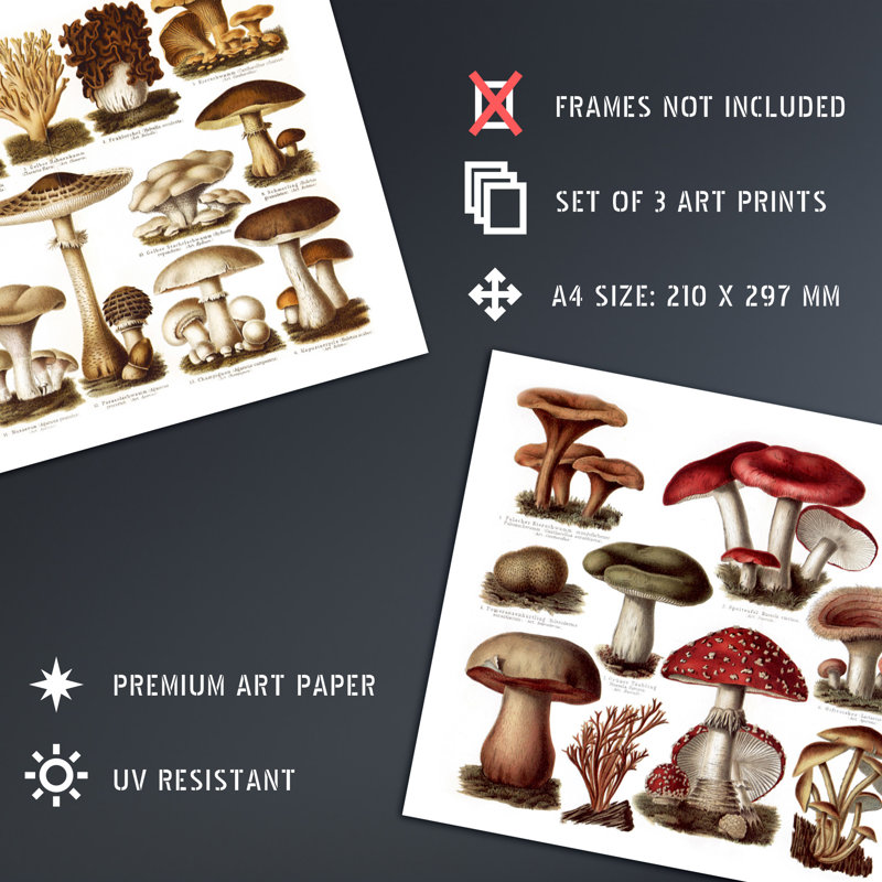 Vintage Poisonous And Edible Mushrooms Illustrations 3-Piece Set Unframed Wall Art Prints Study Office Aesthetic Meyers Lexikon