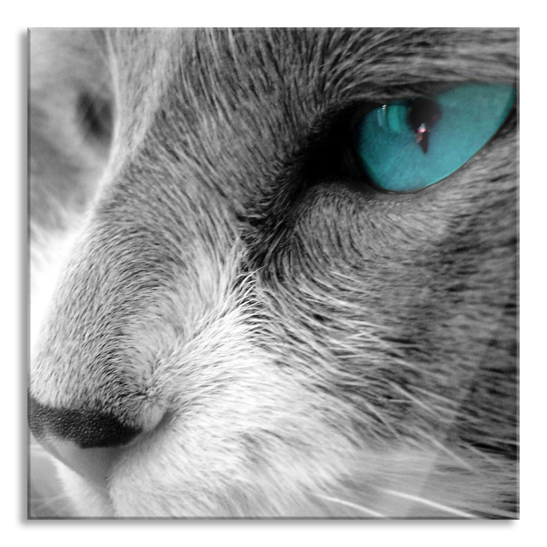 Glasbild Katze mit Augen