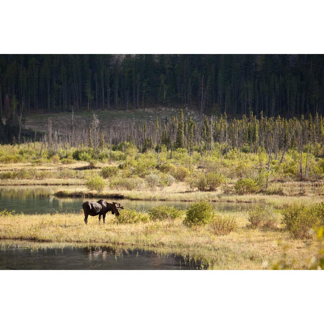 Mountain Bull Elch von Gcoles - Leinwandbild