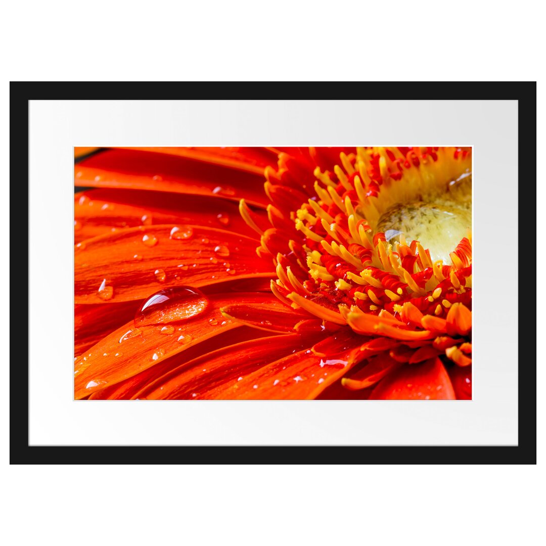 Gerahmtes Poster Gerbera mit Wassertropfen