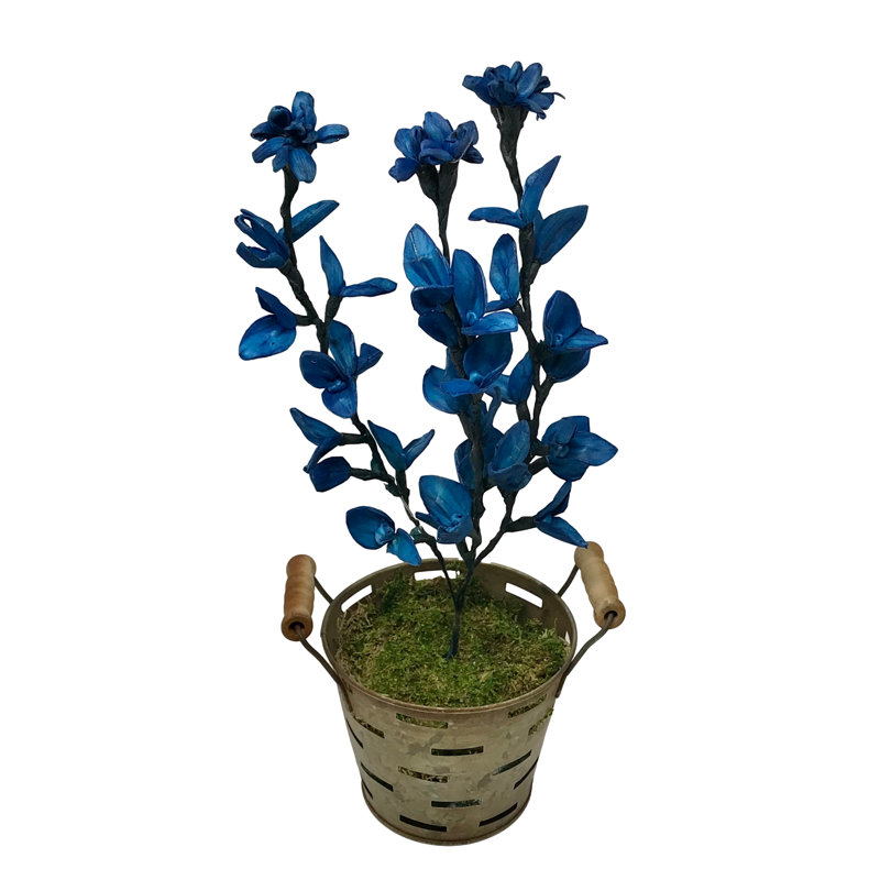 Tiges Texas Bluebonnet (ensemble de 3)
