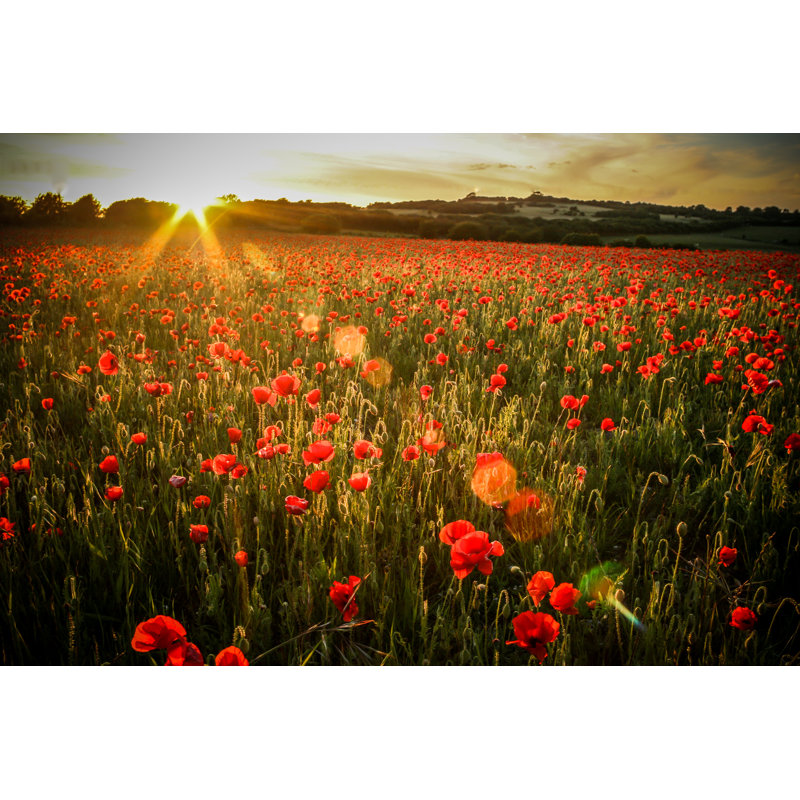 Poppy Field - Wrapped Canvas Print, 81cm H x 122cm W x 3.8cm D