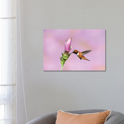 Rufous Hummingbird Male Feeding At Flower, Green Valley, Arizona by Tom Vezo - Wrapped Canvas Print